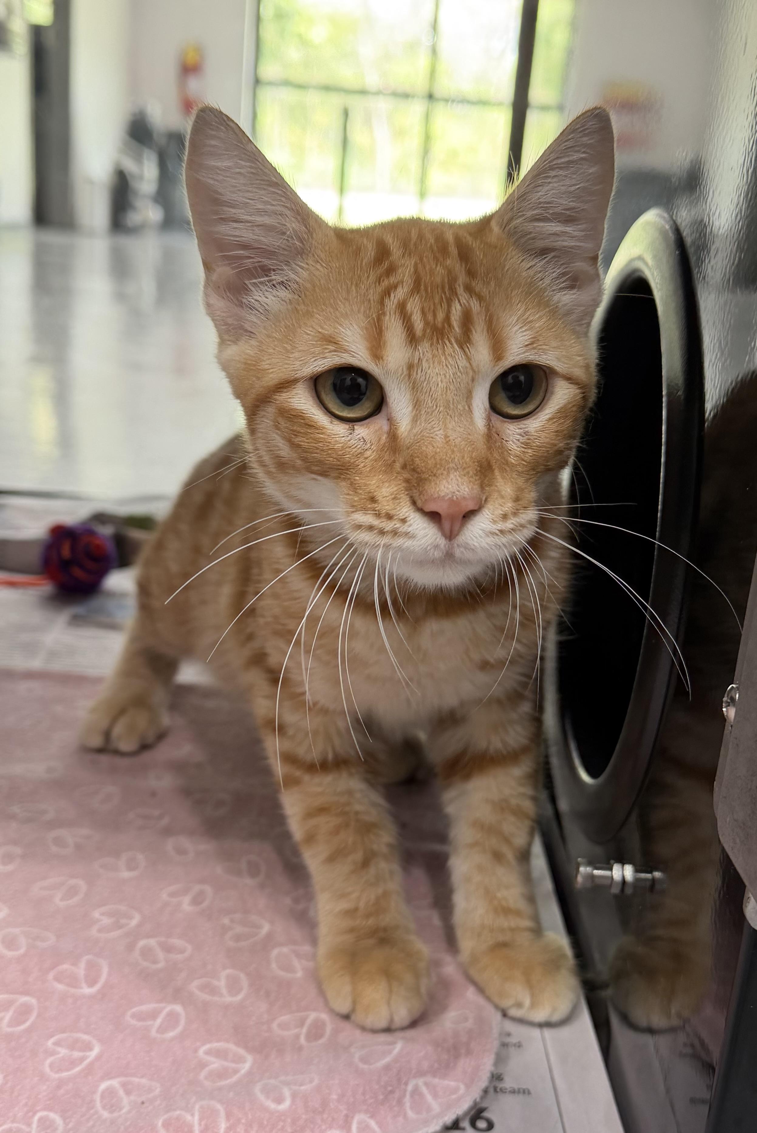 Aoki, Adoptable, Adult Male Domestic Short Hair.