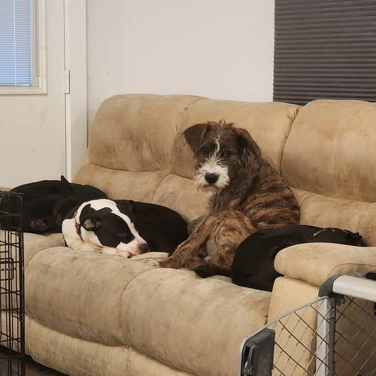 Enlarge Gregory, an adoption pending mixed breed in Milwaukee, WI image 3/5