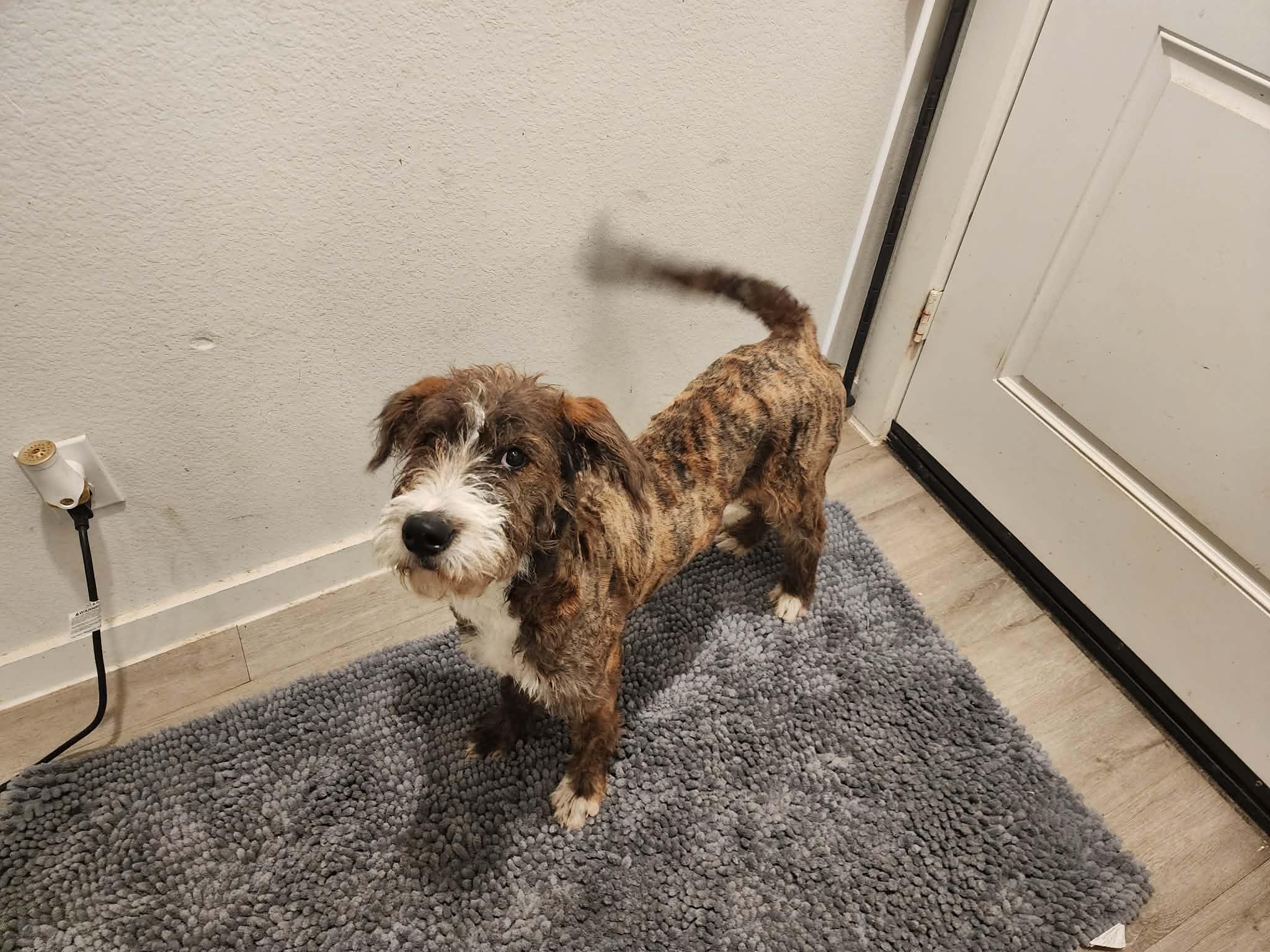 Enlarge Gregory, an adoption pending mixed breed in Milwaukee, WI image 2/5