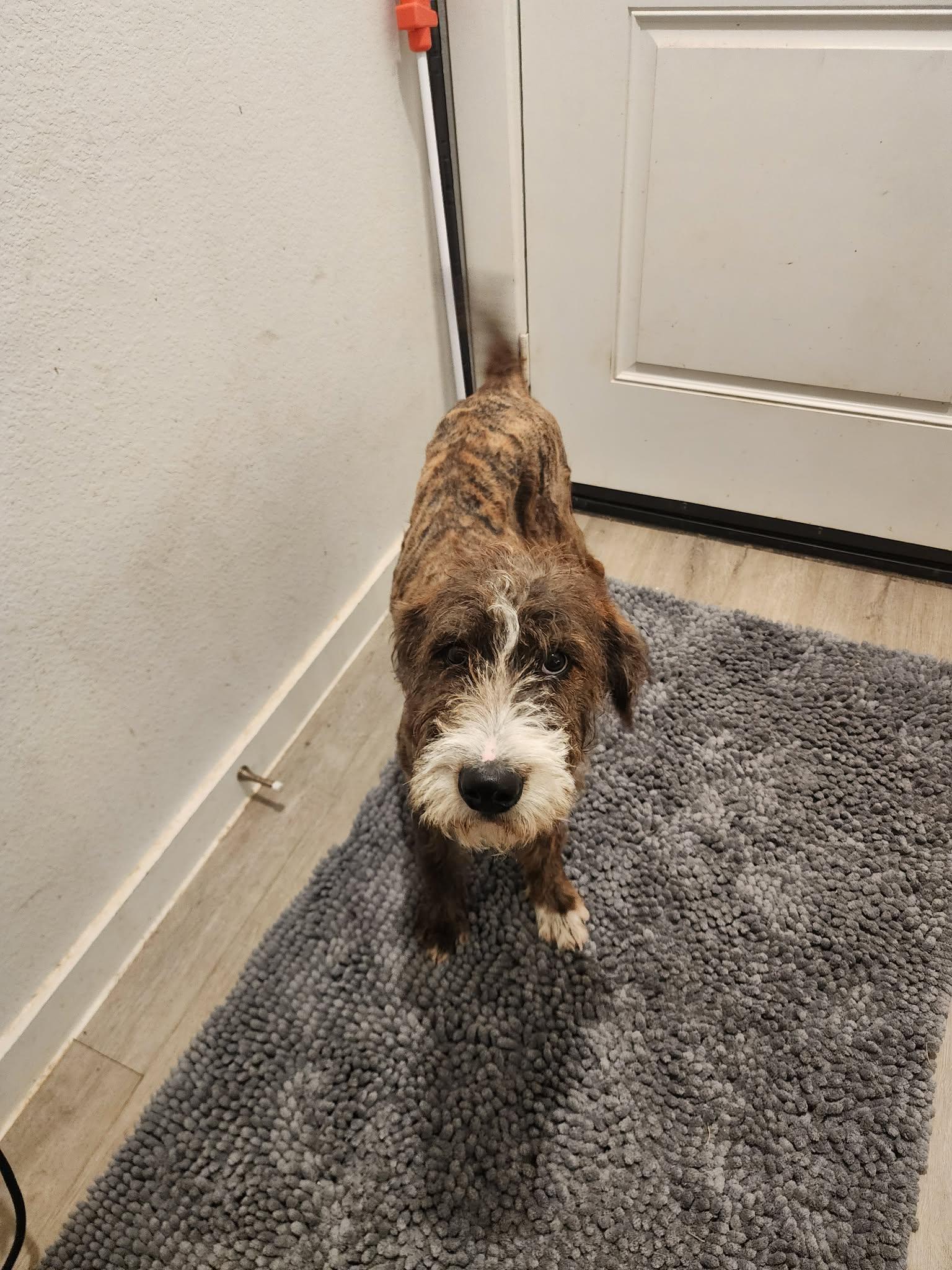 Enlarge Gregory, an adoption pending mixed breed in Milwaukee, WI image 4/5