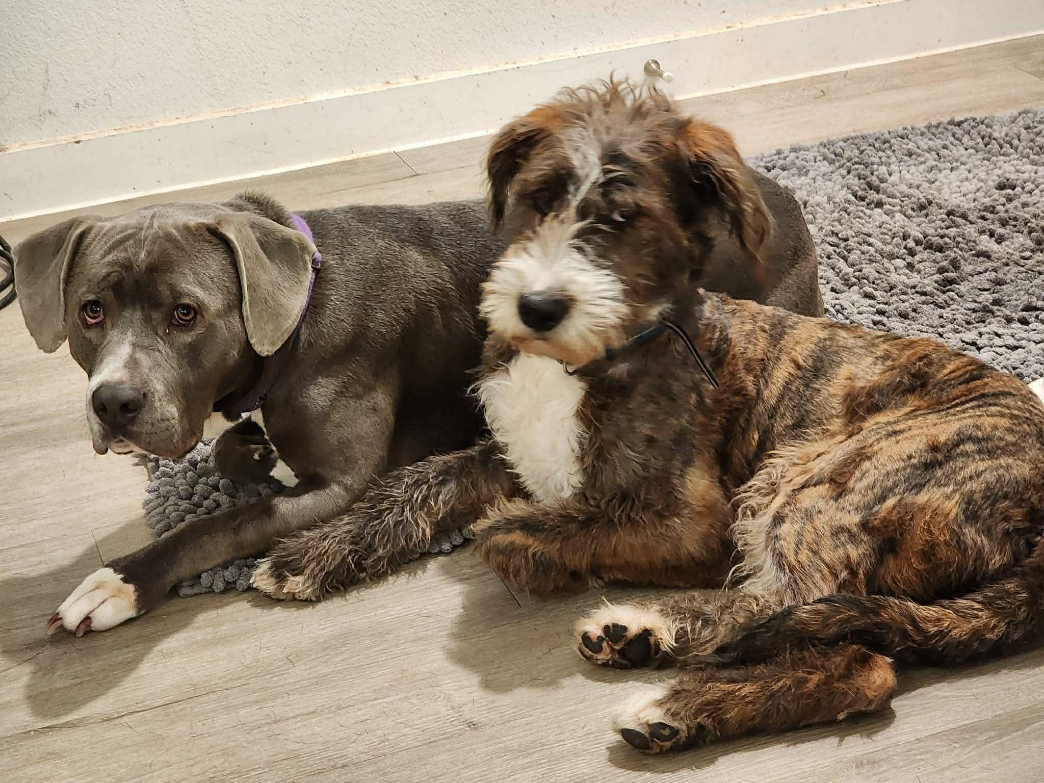 Enlarge Gregory, an adoption pending mixed breed in Milwaukee, WI image 5/5