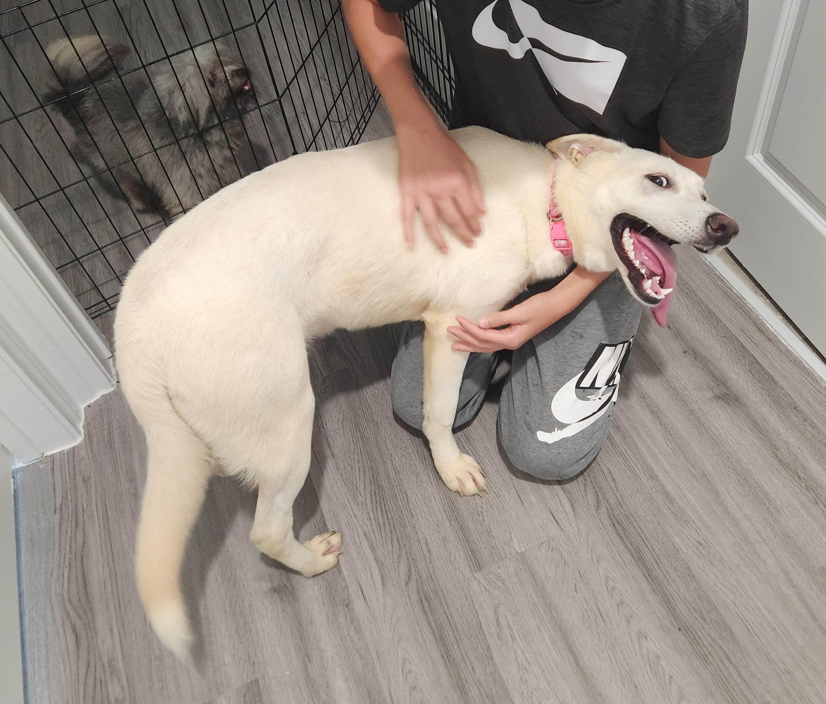 Luna, a Adoptable mixed breed in Englewood, CO image 5/6