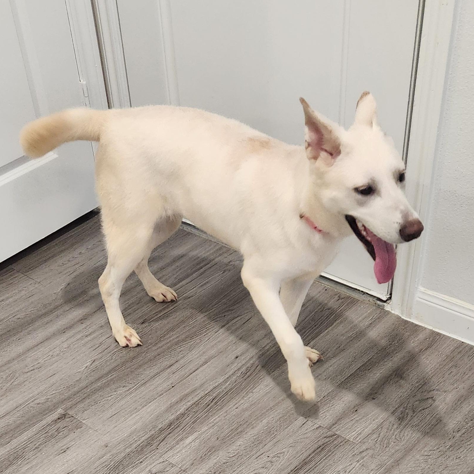Luna, a Adoptable mixed breed in Englewood, CO image 6/6