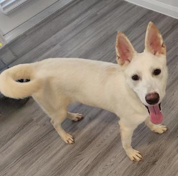 Luna, a Adoptable mixed breed in Englewood, CO image 2/6
