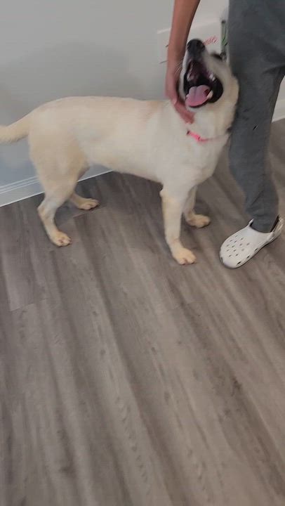 Enlarge Luna, a Adoptable mixed breed in Englewood, CO video 4/6