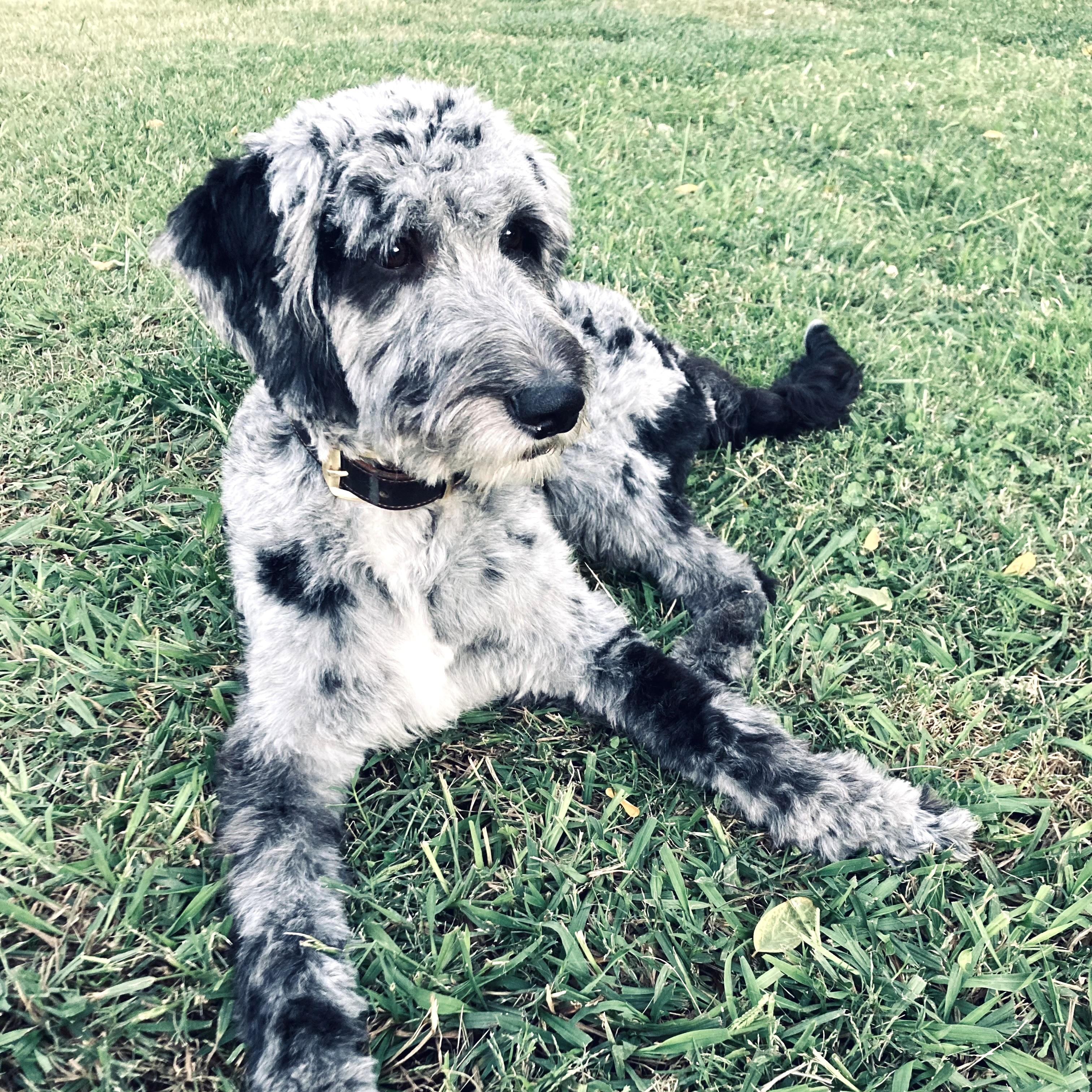 Enlarge Chappy, an adopted mixed breed in Long Beach, WA image 1/5