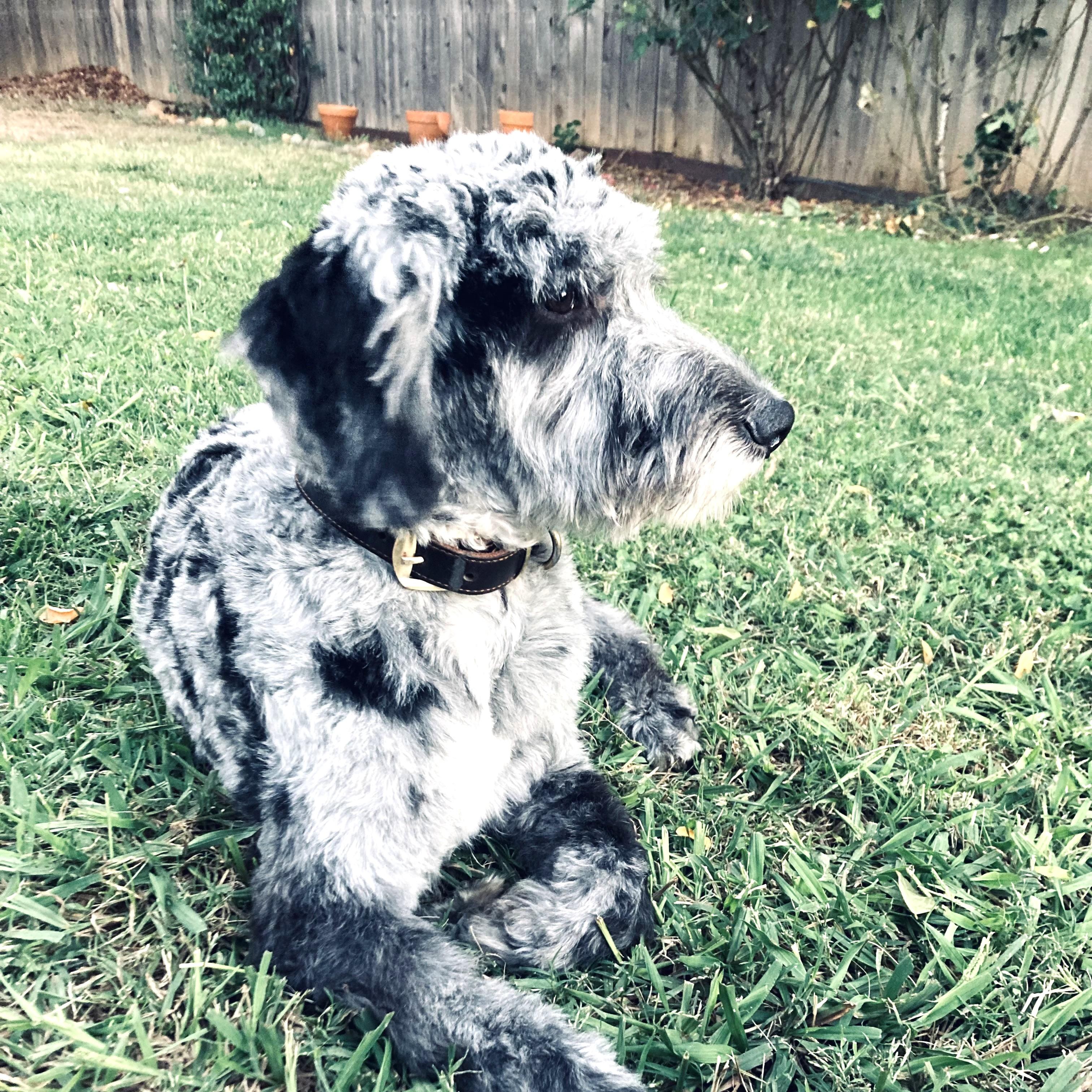 Enlarge Chappy, an adopted mixed breed in Long Beach, WA image 3/5