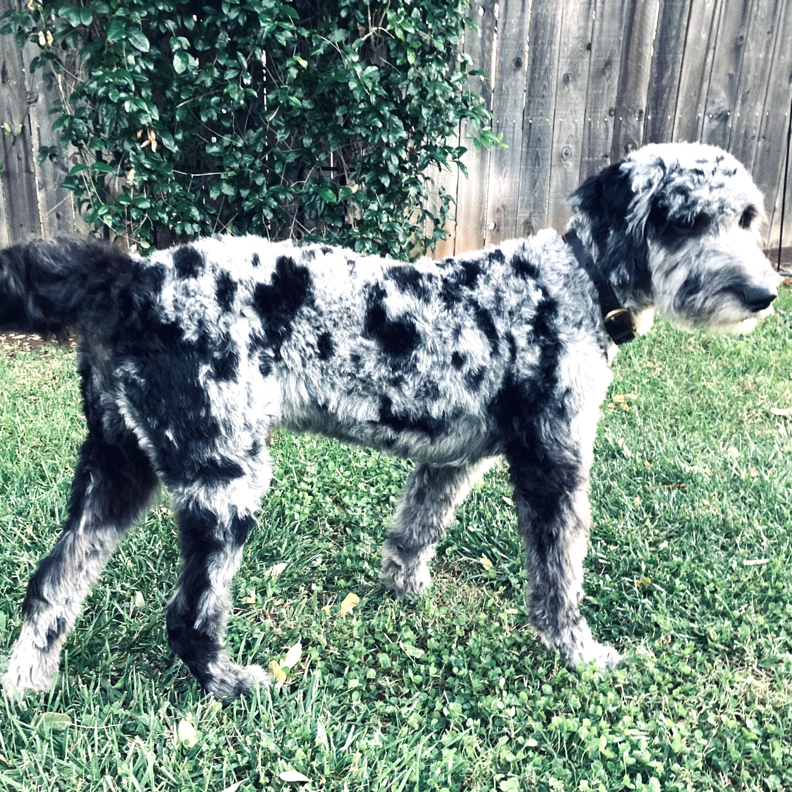 Enlarge Chappy, an adopted mixed breed in Long Beach, WA image 2/5