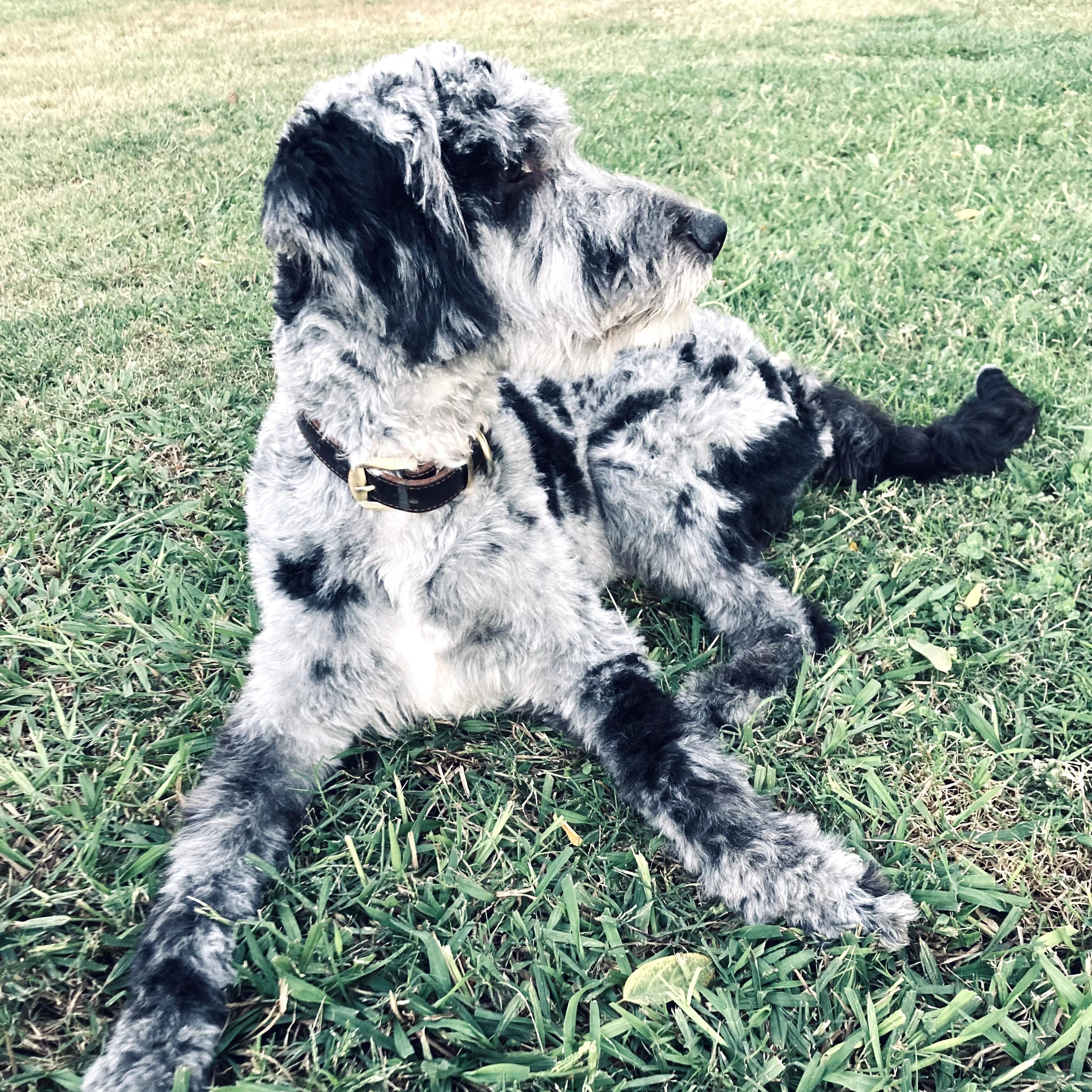 Enlarge Chappy, an adopted mixed breed in Long Beach, WA image 4/5