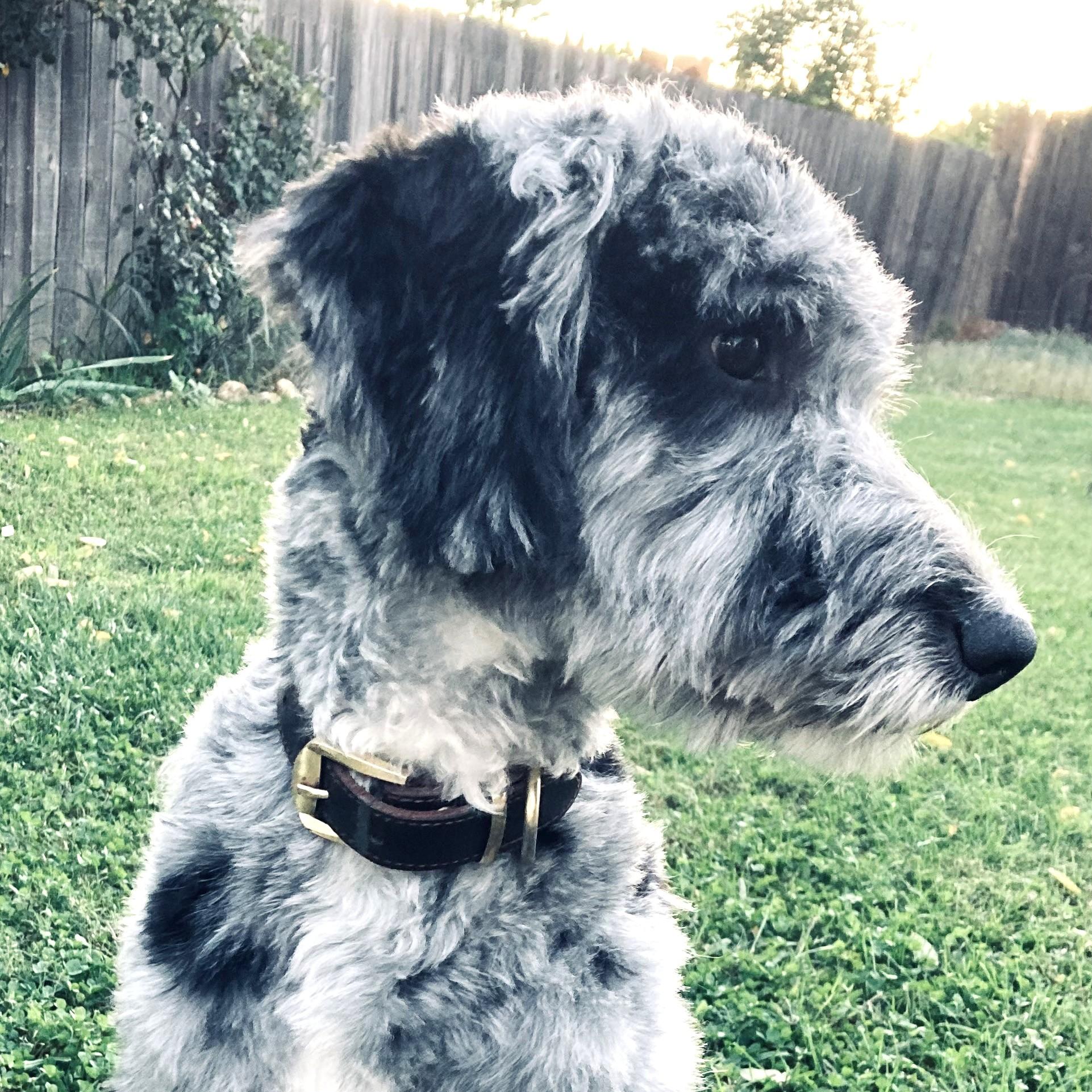 Enlarge Chappy, an adopted mixed breed in Long Beach, WA image 5/5