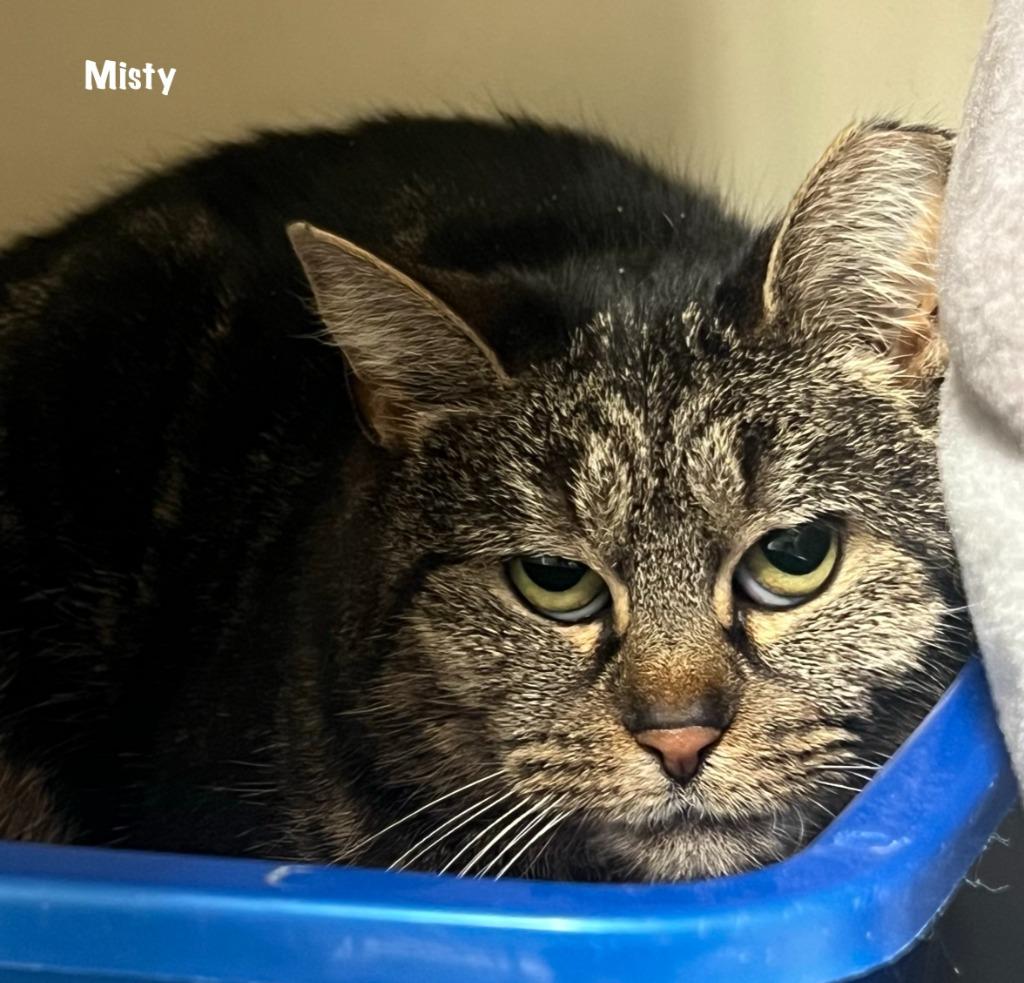 Misty Kitty, Adoptable, Adult Female Domestic Short Hair.