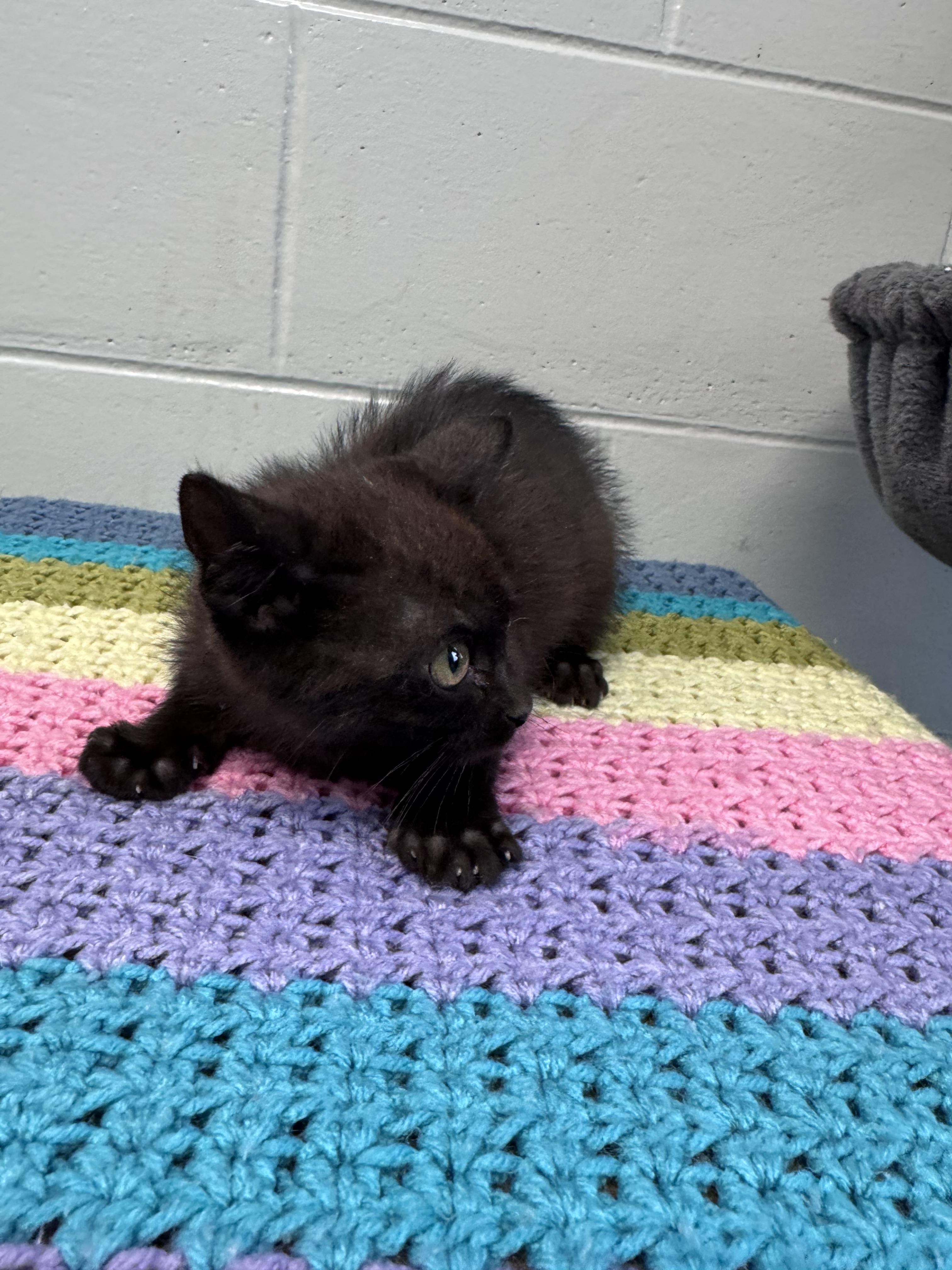Crackle, Adoptable, Young Male Domestic Short Hair.