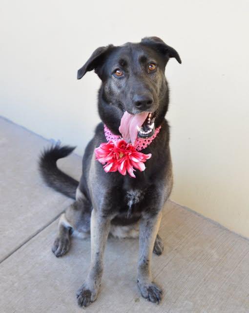 Athena, Adoptable, Young Female Mixed Breed.