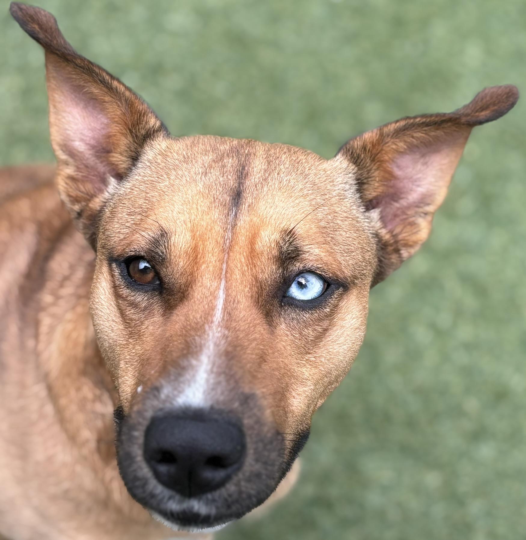 Iris, a Adoptable mixed breed in Pembroke, MA image 2/5