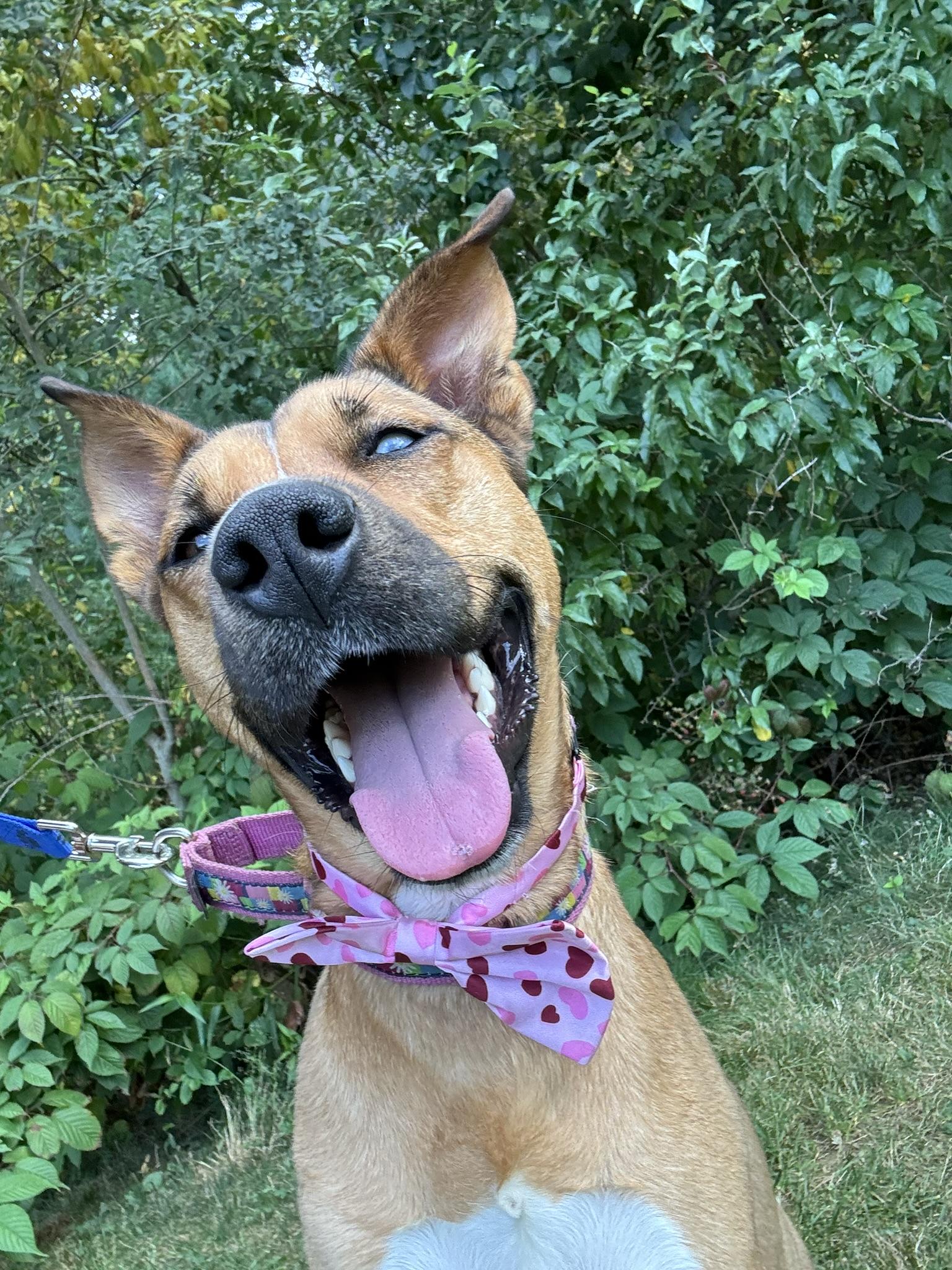 Iris, a Adoptable mixed breed in Pembroke, MA image 1/5