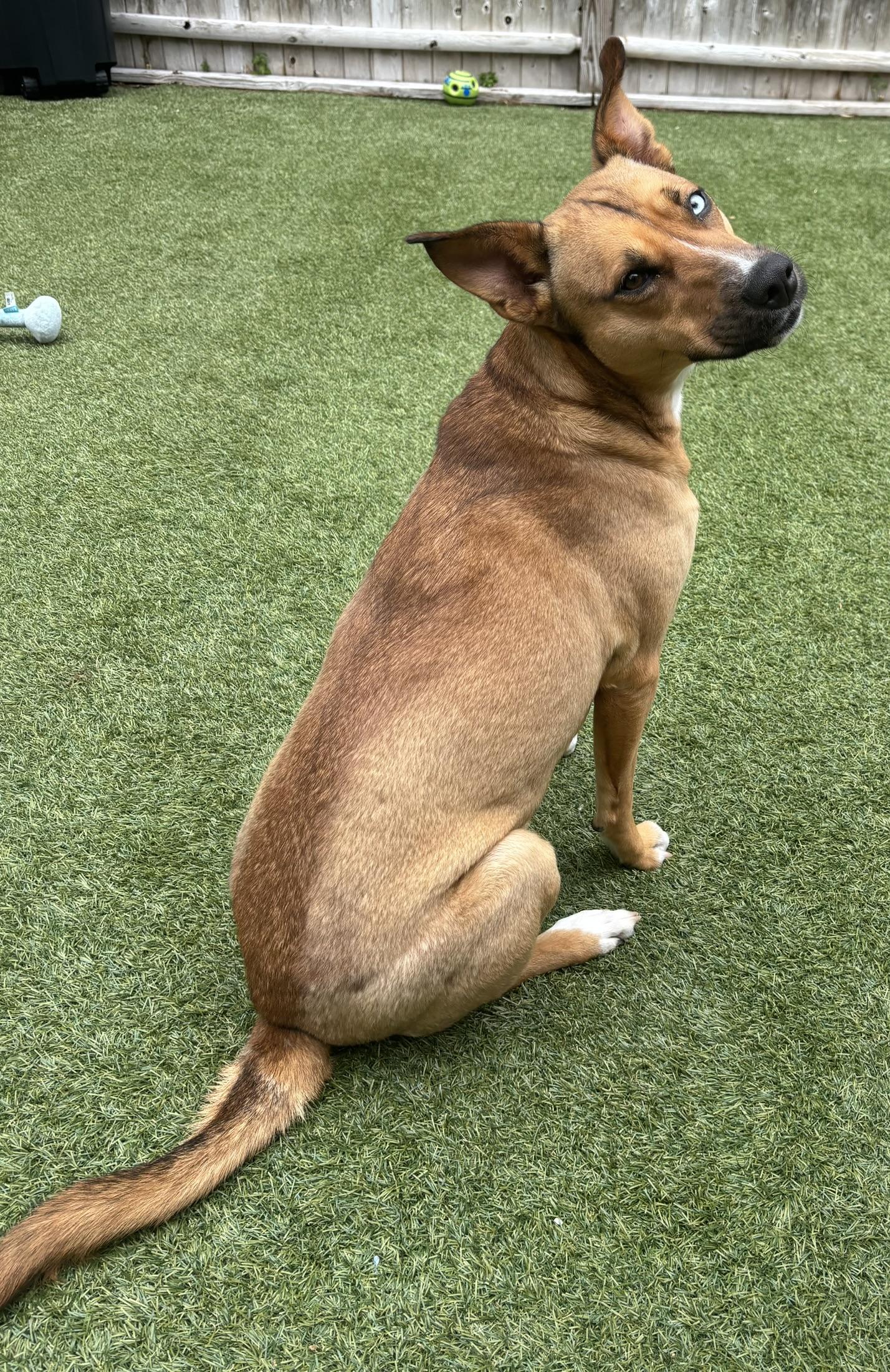 Iris, a Adoptable mixed breed in Pembroke, MA image 4/5