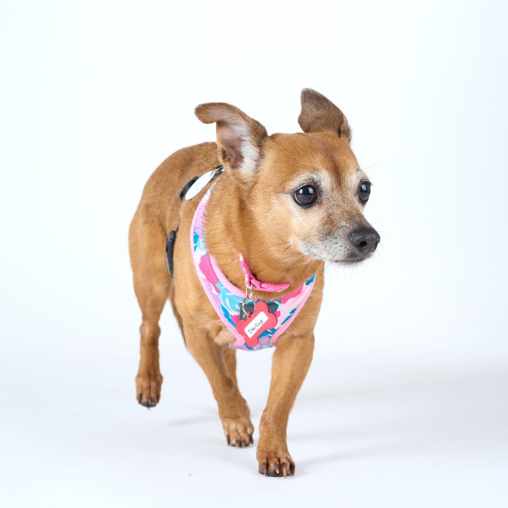 Darling 14043, Adoptable, Senior Female Dachshund & Chihuahua.