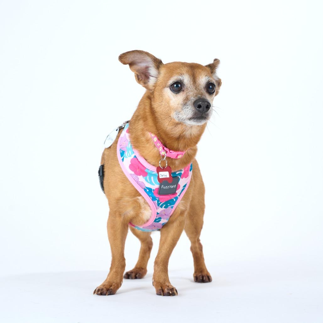 Enlarge Darling 14043, a Adoptable mixed breed in San Francisco, CA image 2/6