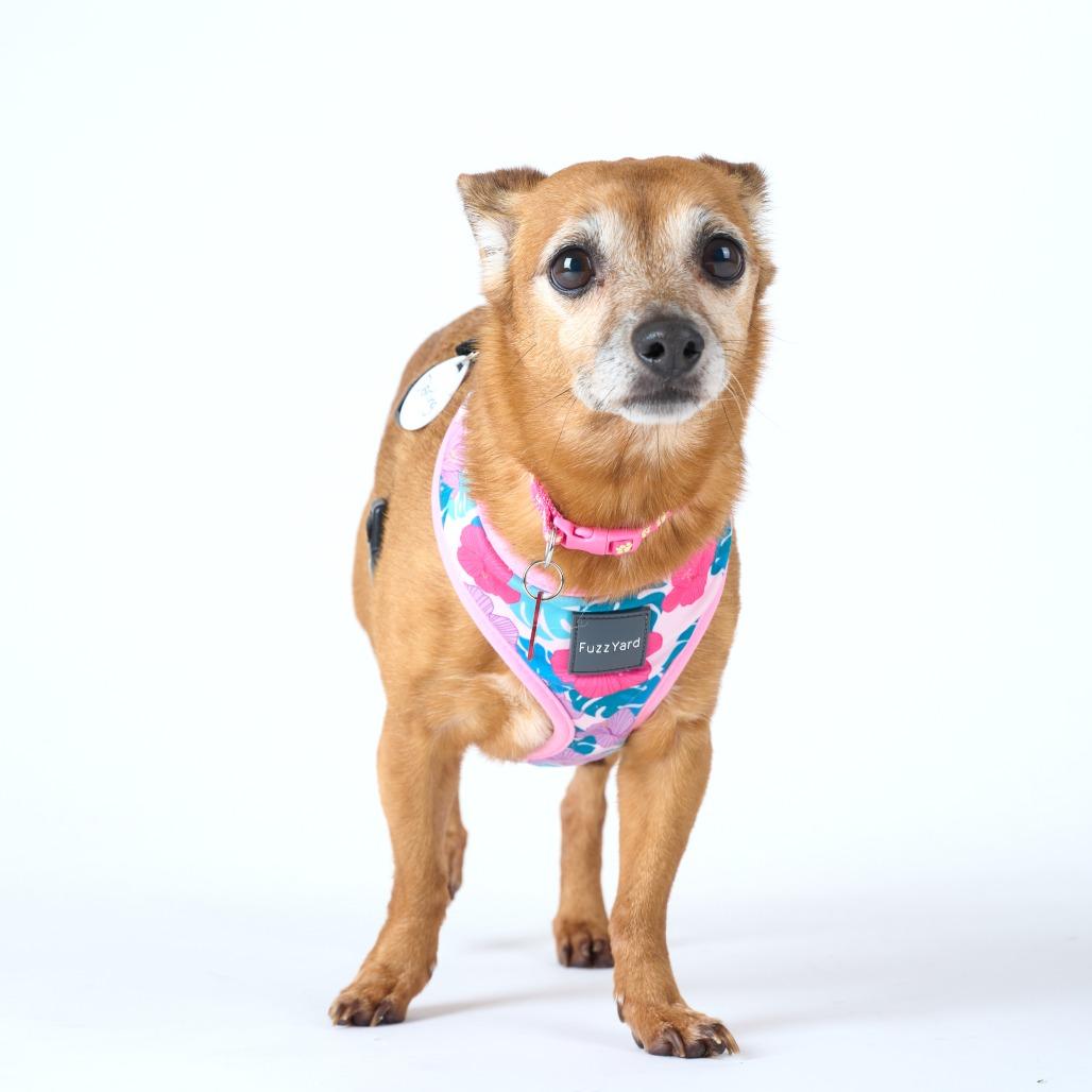 Enlarge Darling 14043, a Adoptable mixed breed in San Francisco, CA image 3/6