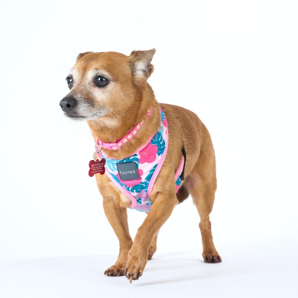 Enlarge Darling 14043, a Adoptable mixed breed in San Francisco, CA image 4/6