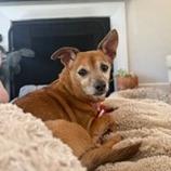 Enlarge Darling 14043, a Adoptable mixed breed in San Francisco, CA image 5/6