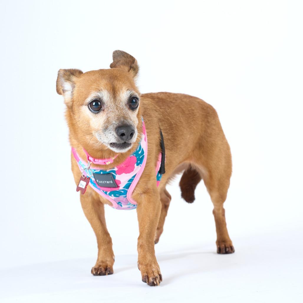 Enlarge Darling 14043, a Adoptable mixed breed in San Francisco, CA image 6/6