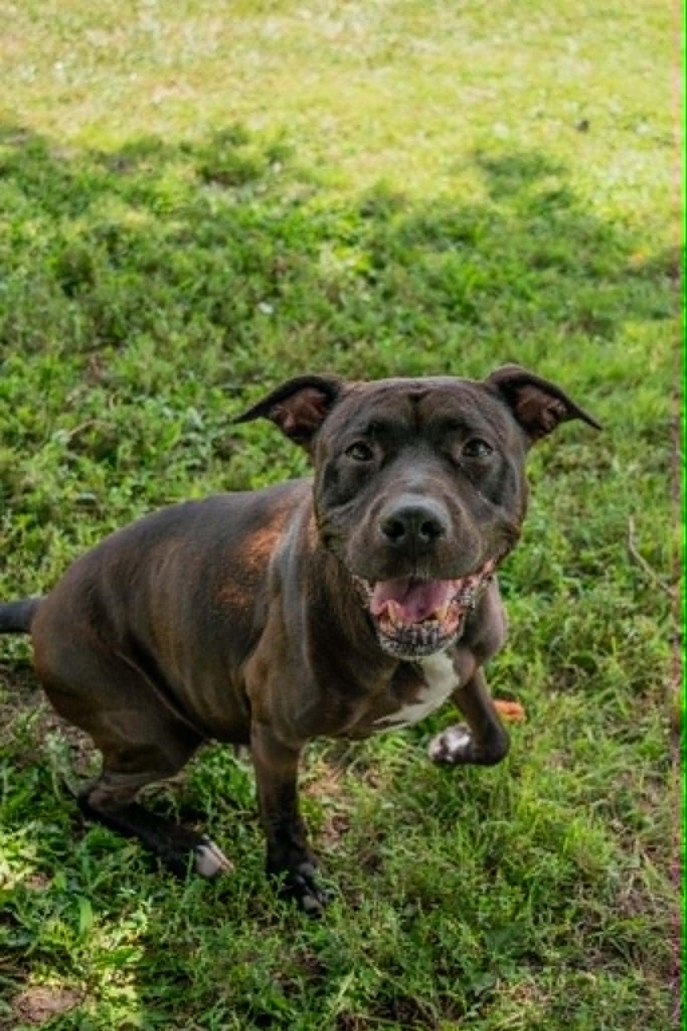 BBQ Sauce, ADOPTABLE, Adult Female Pit Bull Terrier.