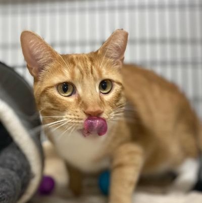 Mango, adopted, Adult Male Domestic Short Hair.