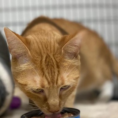 Enlarge Mango, an adopted Domestic Short Hair in Kankakee, IL image 2/3