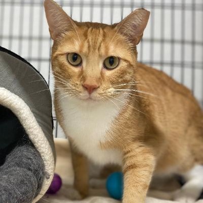 Enlarge Mango, an adopted Domestic Short Hair in Kankakee, IL image 3/3