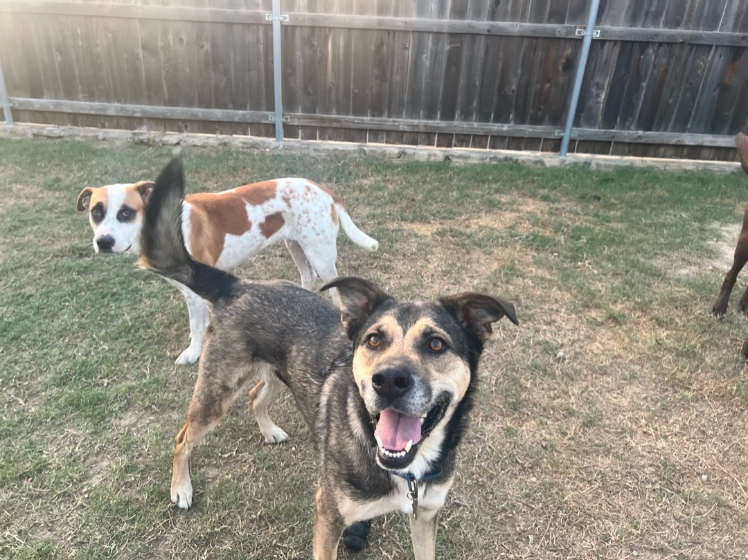 Enlarge Alpha, a Adopted mixed breed in Springtown, TX image 1/5