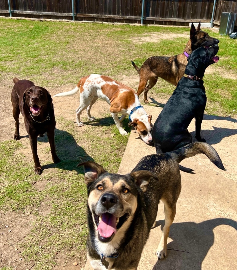 Enlarge Alpha, a Adopted mixed breed in Springtown, TX image 2/5