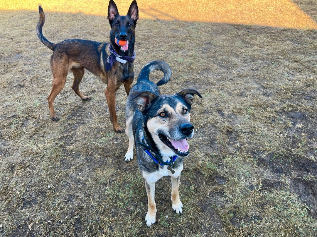 Enlarge Alpha, a Adopted mixed breed in Springtown, TX image 3/5