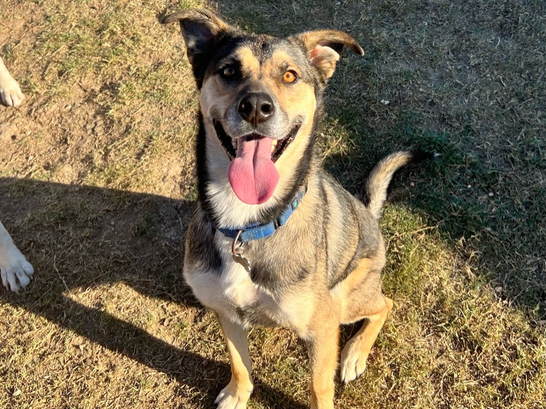 Enlarge Alpha, a Adopted mixed breed in Springtown, TX image 4/5