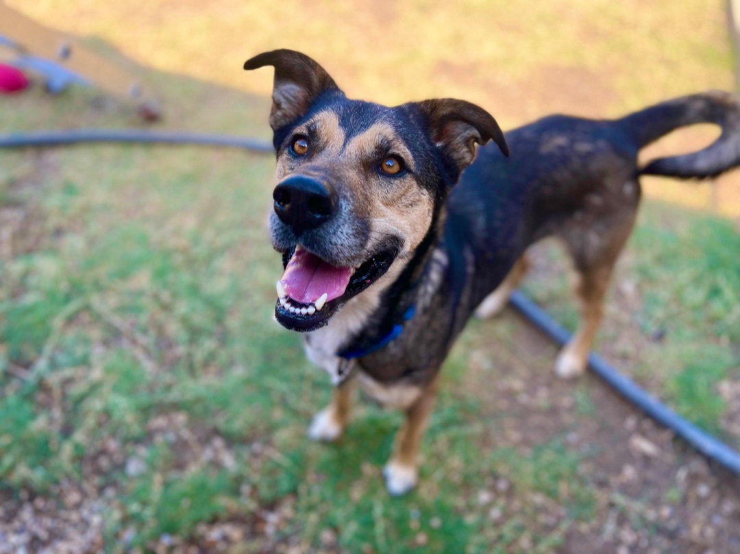 Enlarge Alpha, a Adopted mixed breed in Springtown, TX image 5/5