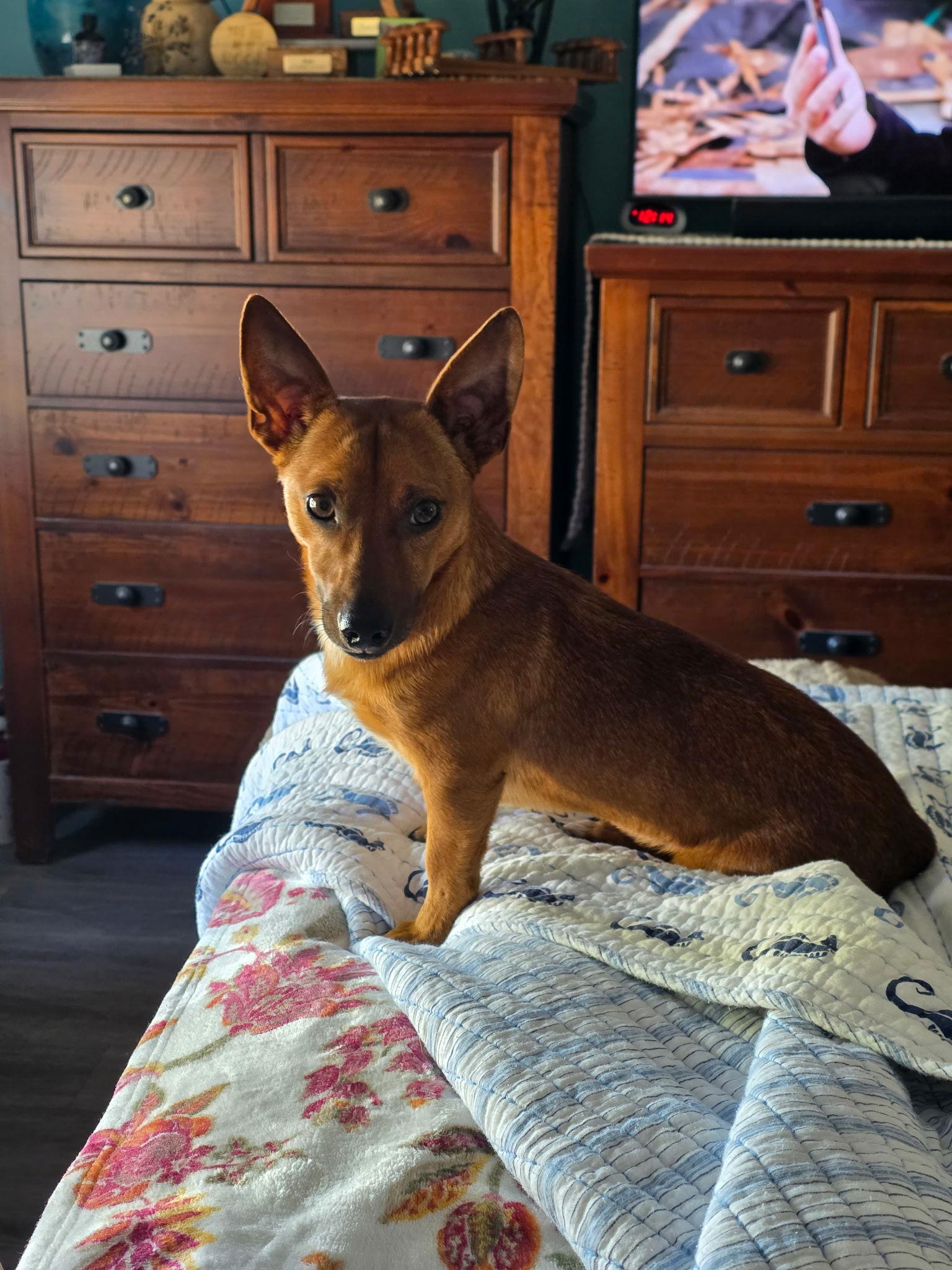 Buddy, a Adopted mixed breed in Rural Hall, NC image 1/3