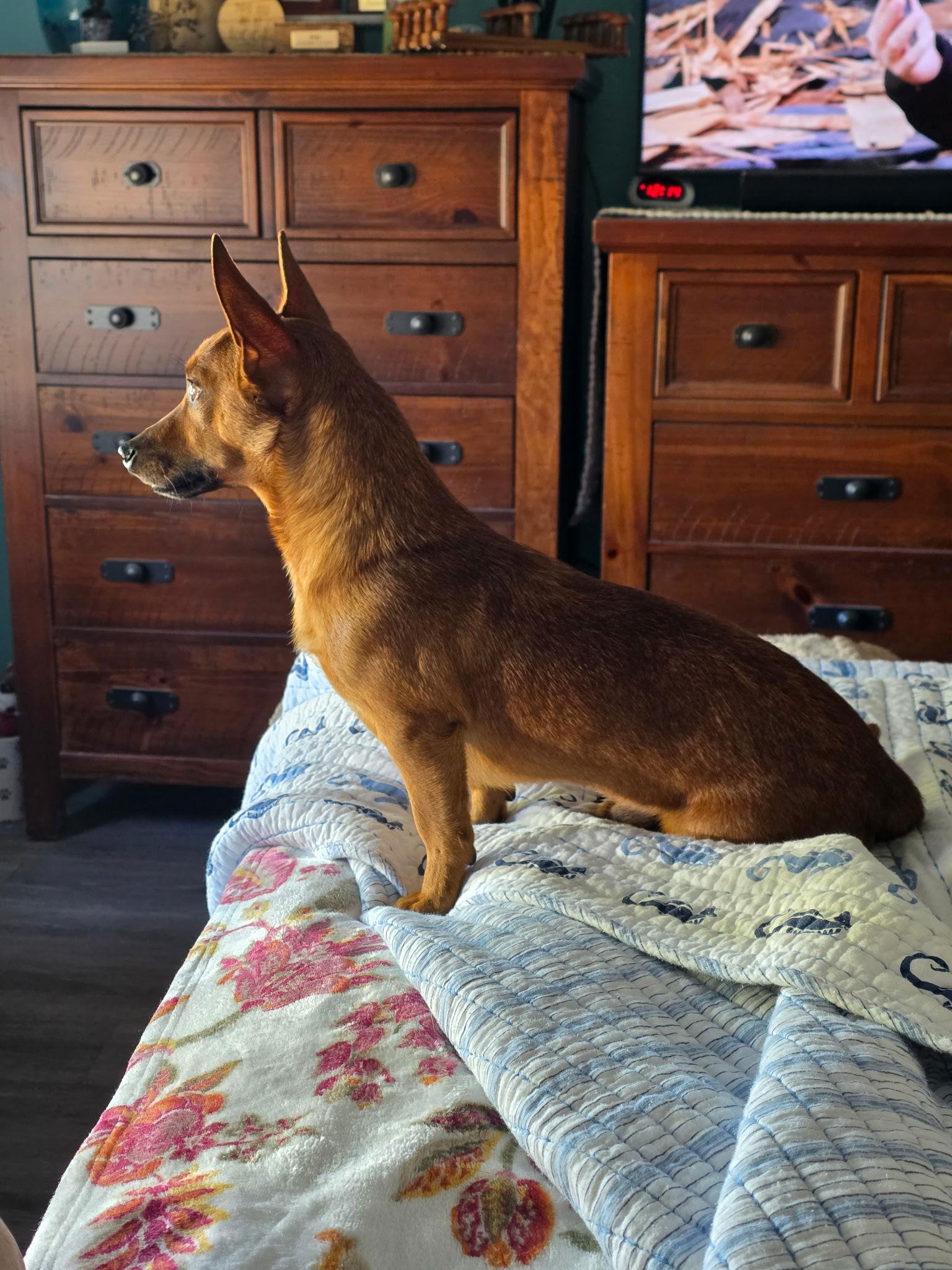 Buddy, a Adopted mixed breed in Rural Hall, NC image 2/3