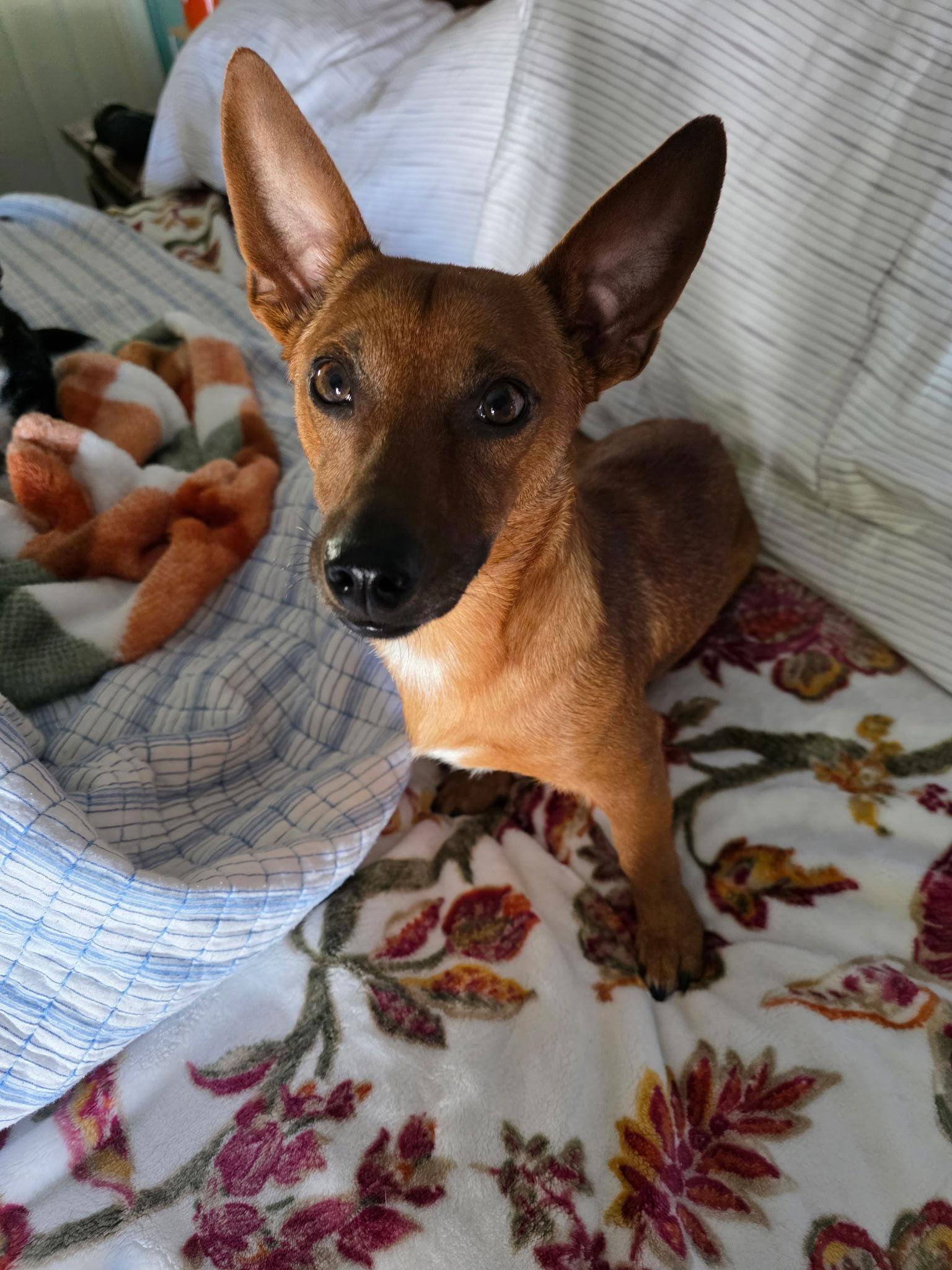 Buddy, a Adopted mixed breed in Rural Hall, NC image 3/3