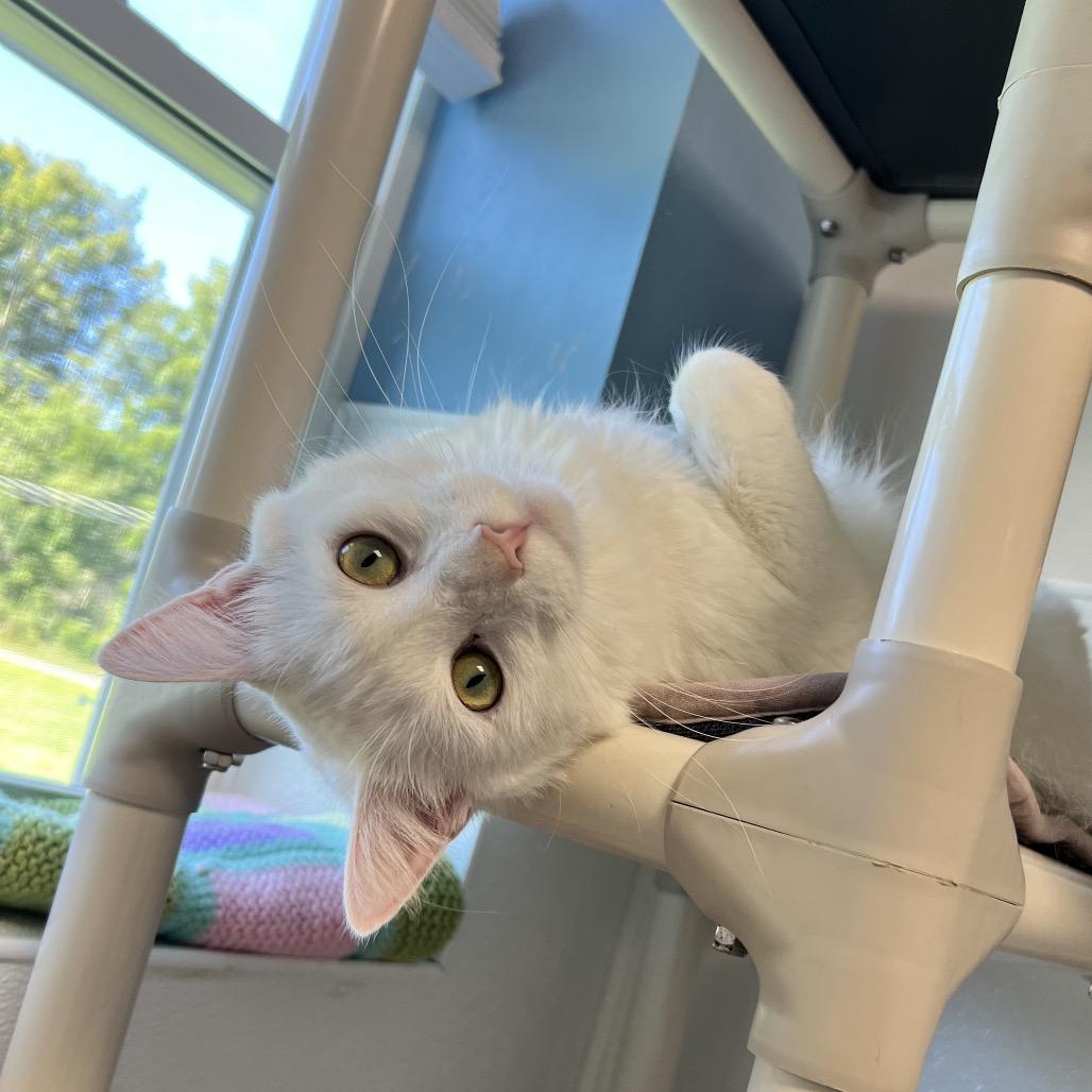 Kirby, Adoptable, Adult Male Domestic Long Hair.