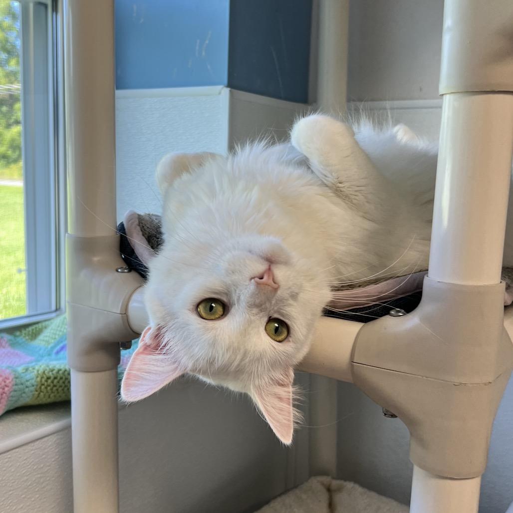 Enlarge Kirby, a Adoptable Domestic Long Hair in Oneonta, NY image 2/6