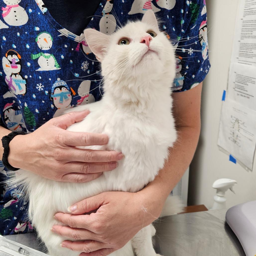 Enlarge Kirby, a Adoptable Domestic Long Hair in Oneonta, NY image 3/6
