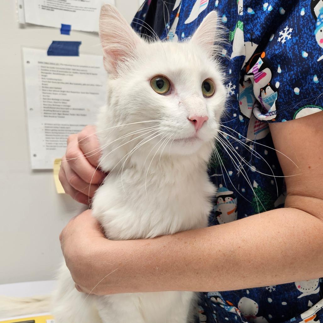 Enlarge Kirby, a Adoptable Domestic Long Hair in Oneonta, NY image 4/6