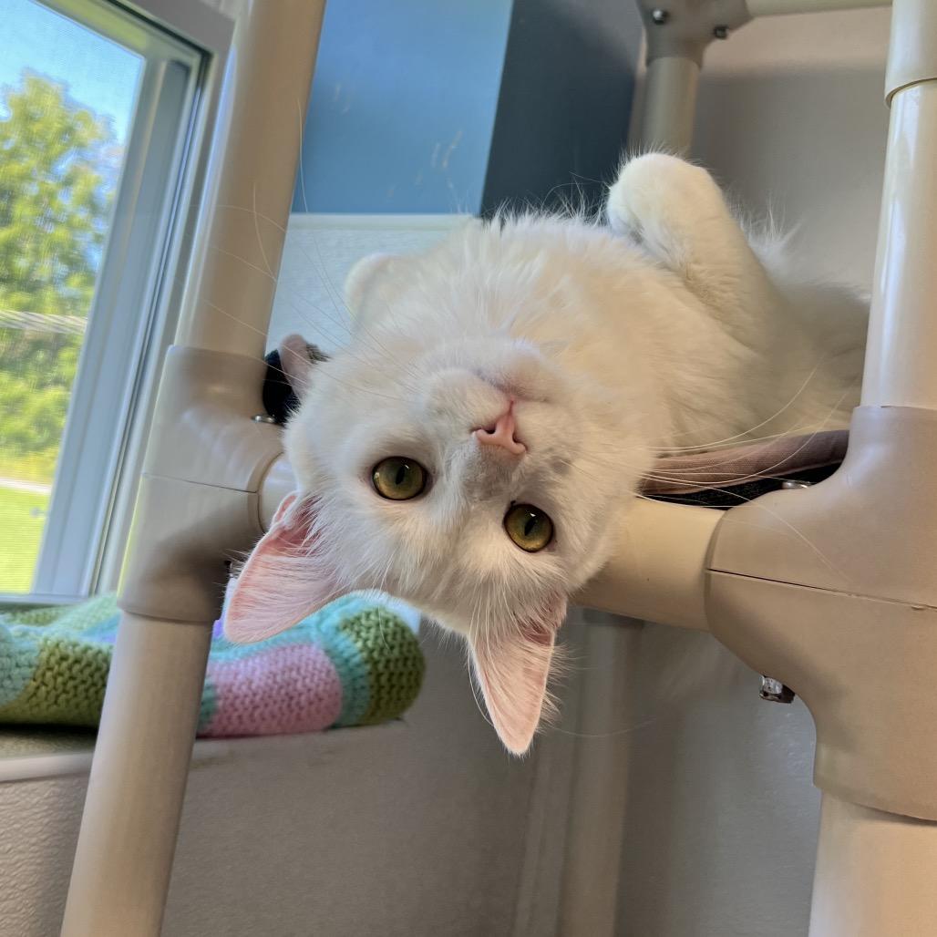 Enlarge Kirby, a Adoptable Domestic Long Hair in Oneonta, NY image 5/6