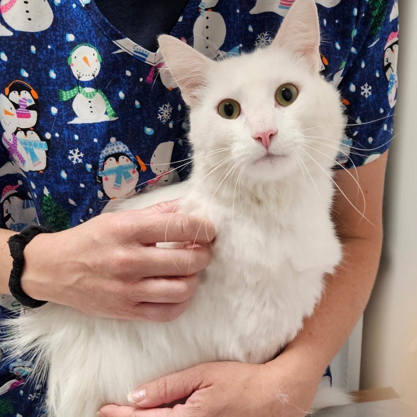 Enlarge Kirby, a Adoptable Domestic Long Hair in Oneonta, NY image 6/6
