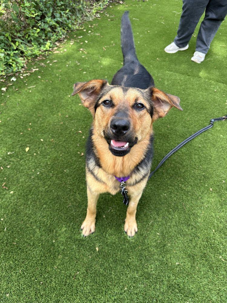 Milan, Adoptable, Adult Female Mixed Breed.