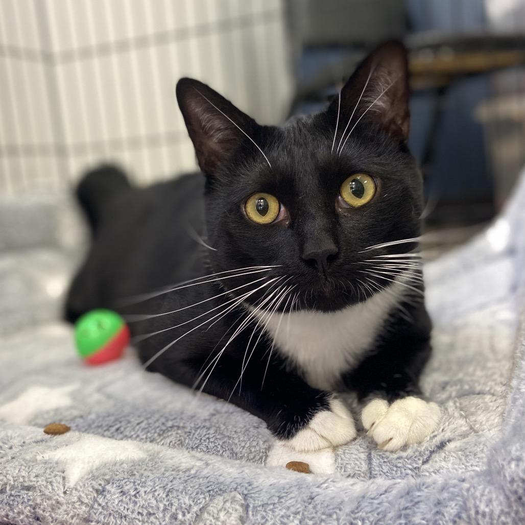 Enlarge Loki, a Adoptable Domestic Short Hair in New York, NY image 4/4