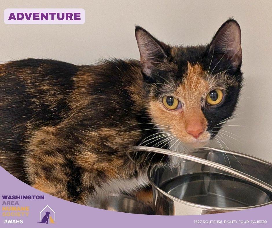 Adventure, ADOPTABLE, Adult Female Domestic Short Hair.