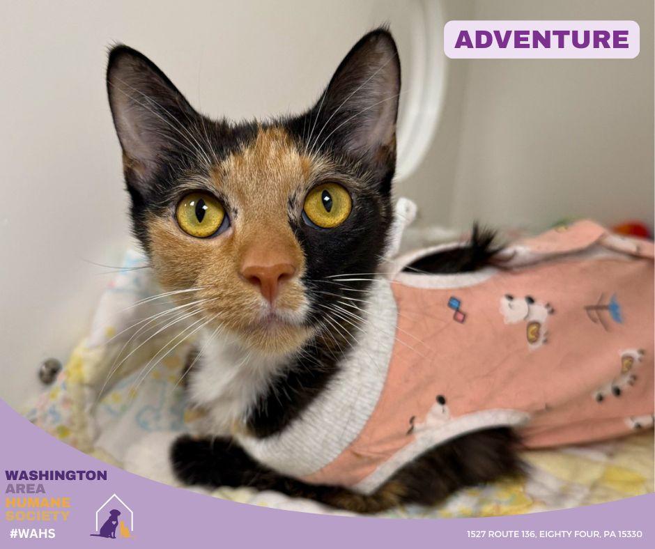 Adventure, ADOPTABLE, Adult Female Domestic Short Hair.
