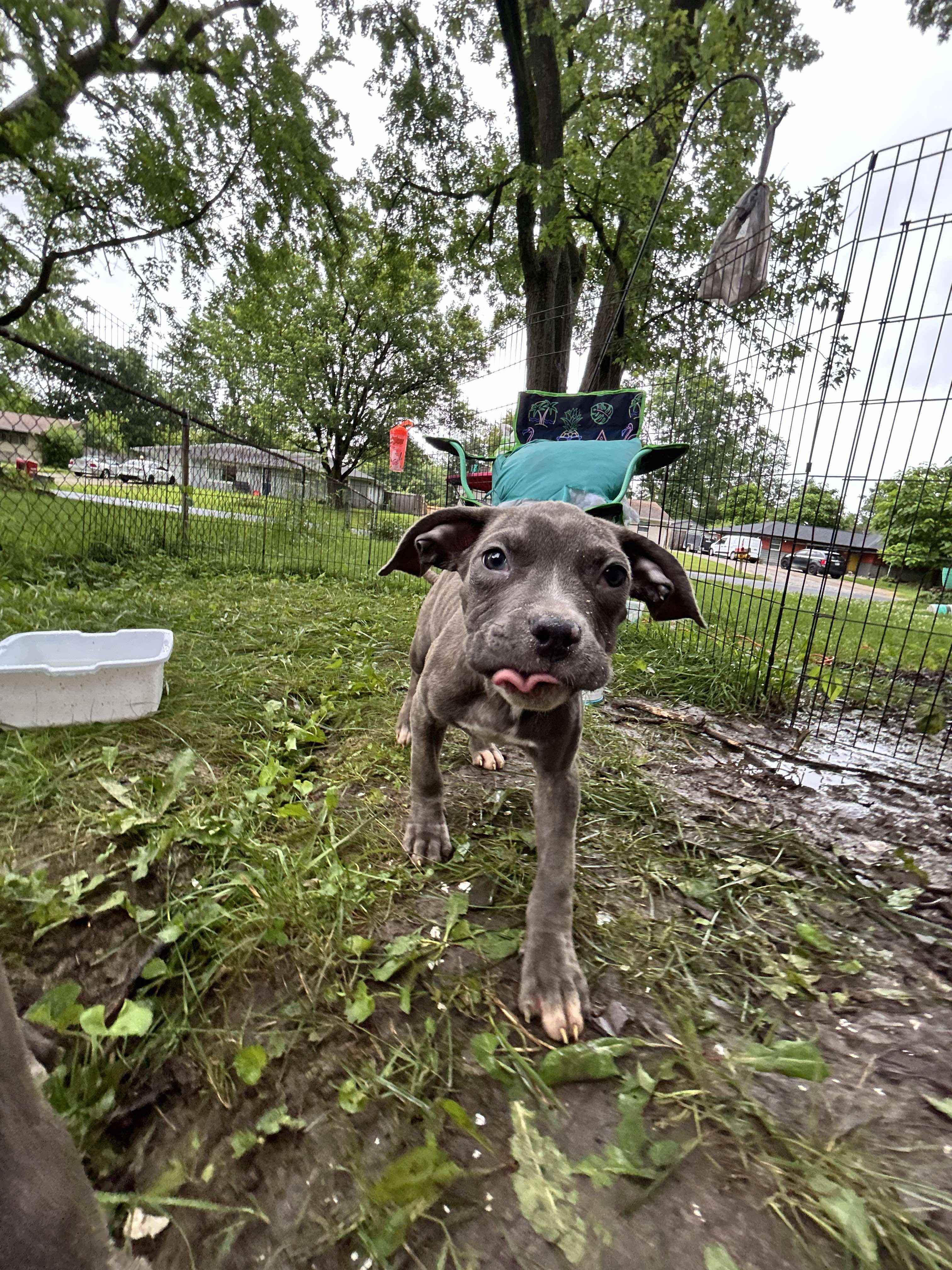 Sparrow Dobby, Baby Male Pit Bull Terrier