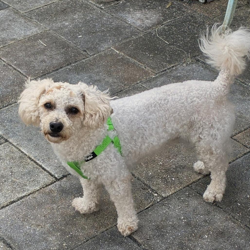 Bruno, Adoptable, Adult Male Poodle & Maltese.